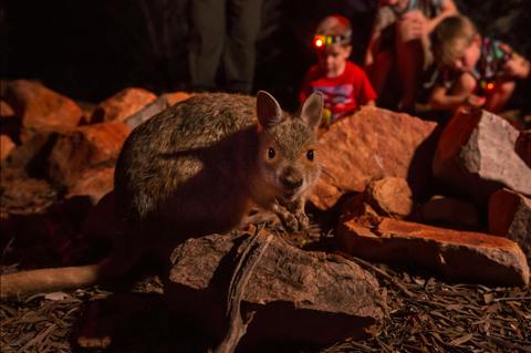 Alice Springs Desert Park – Nocturnal Tour