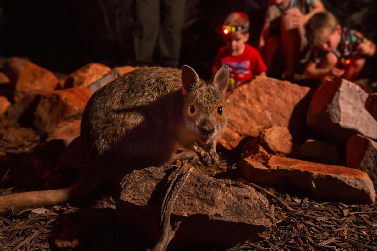 Spectacled hare-wallaby up close