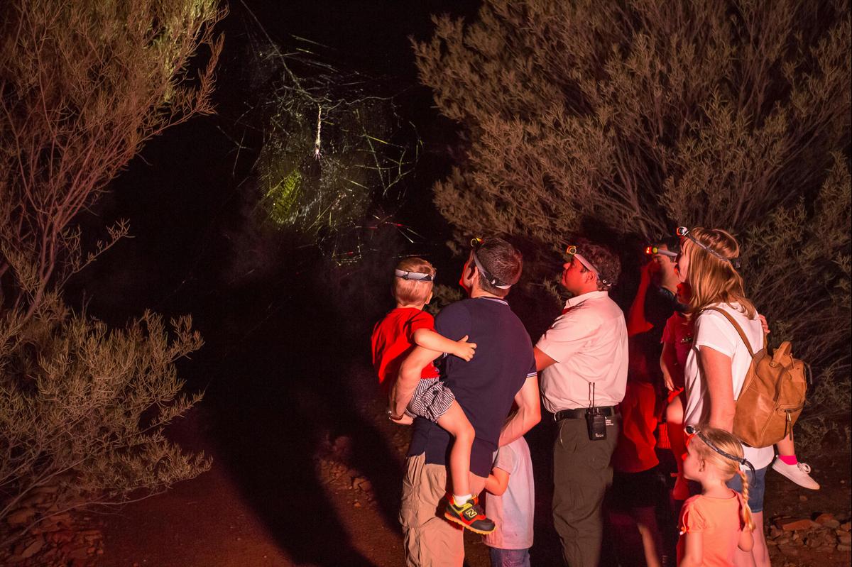 Spotlighting spider webs