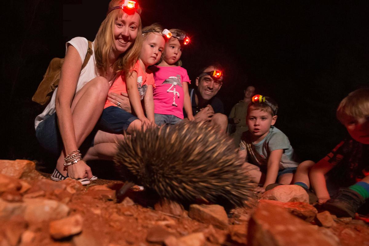Get up close to animals on a Nocturnal Tour