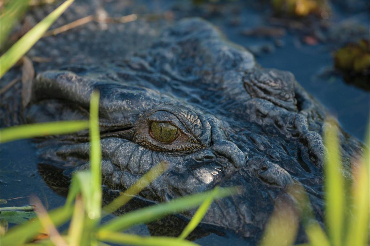 Kakadu, Arnhem Land & Litchfield - Northern Territory - 6 Days