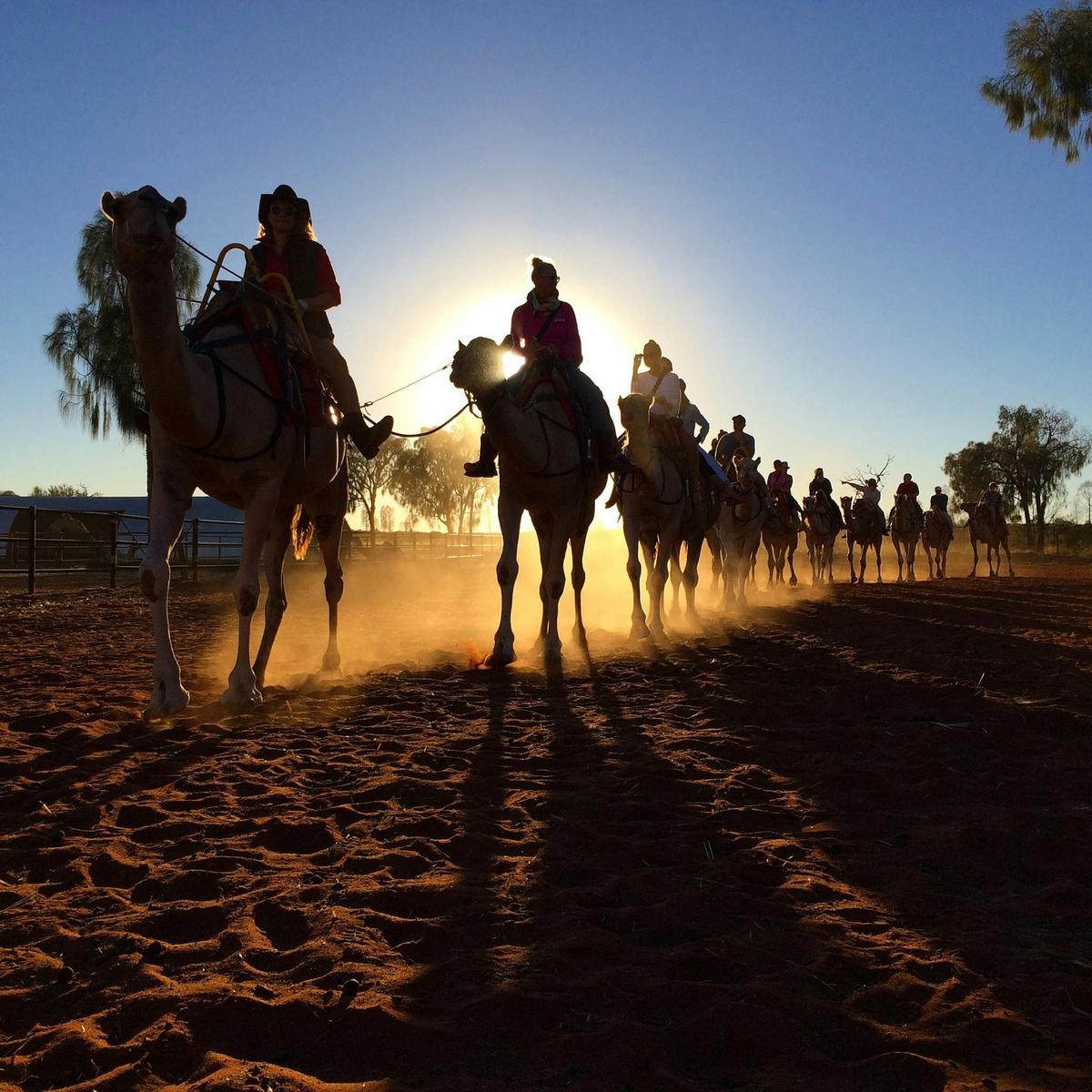 Camel to Sunrise