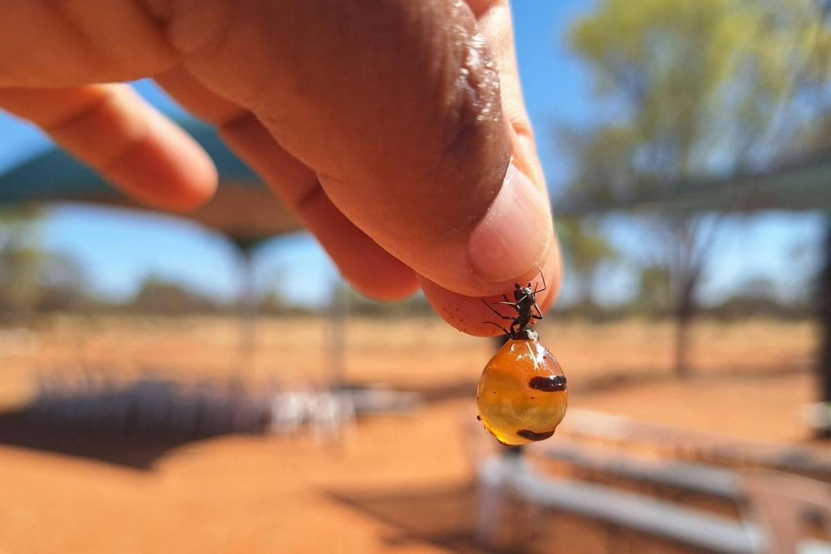 3 Day Kings Canyon & West MacDonnell Ranges 4WD Adventure - from Yulara (Camping)