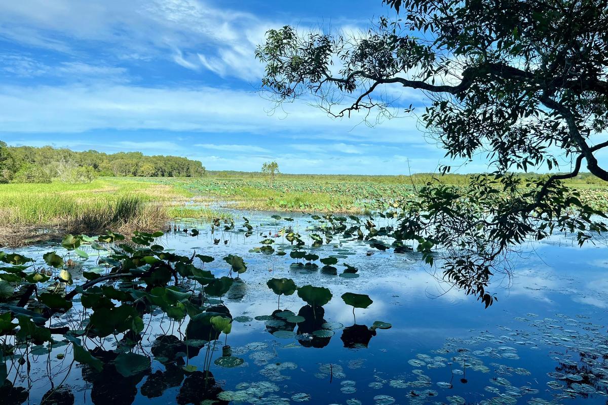 Litchfield National Park with Fogg Dam Wetlands