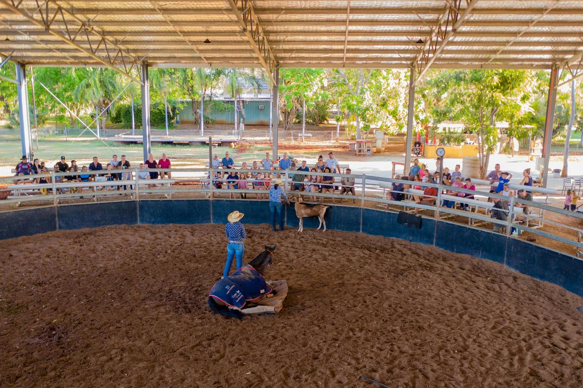 Guests enjoying the show from the comfort of tiered seating under the shade of the indoor arena