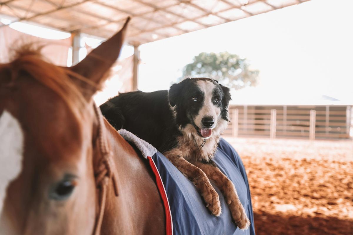 Trev the dog enjoying a Horse Ride in the indoor arena