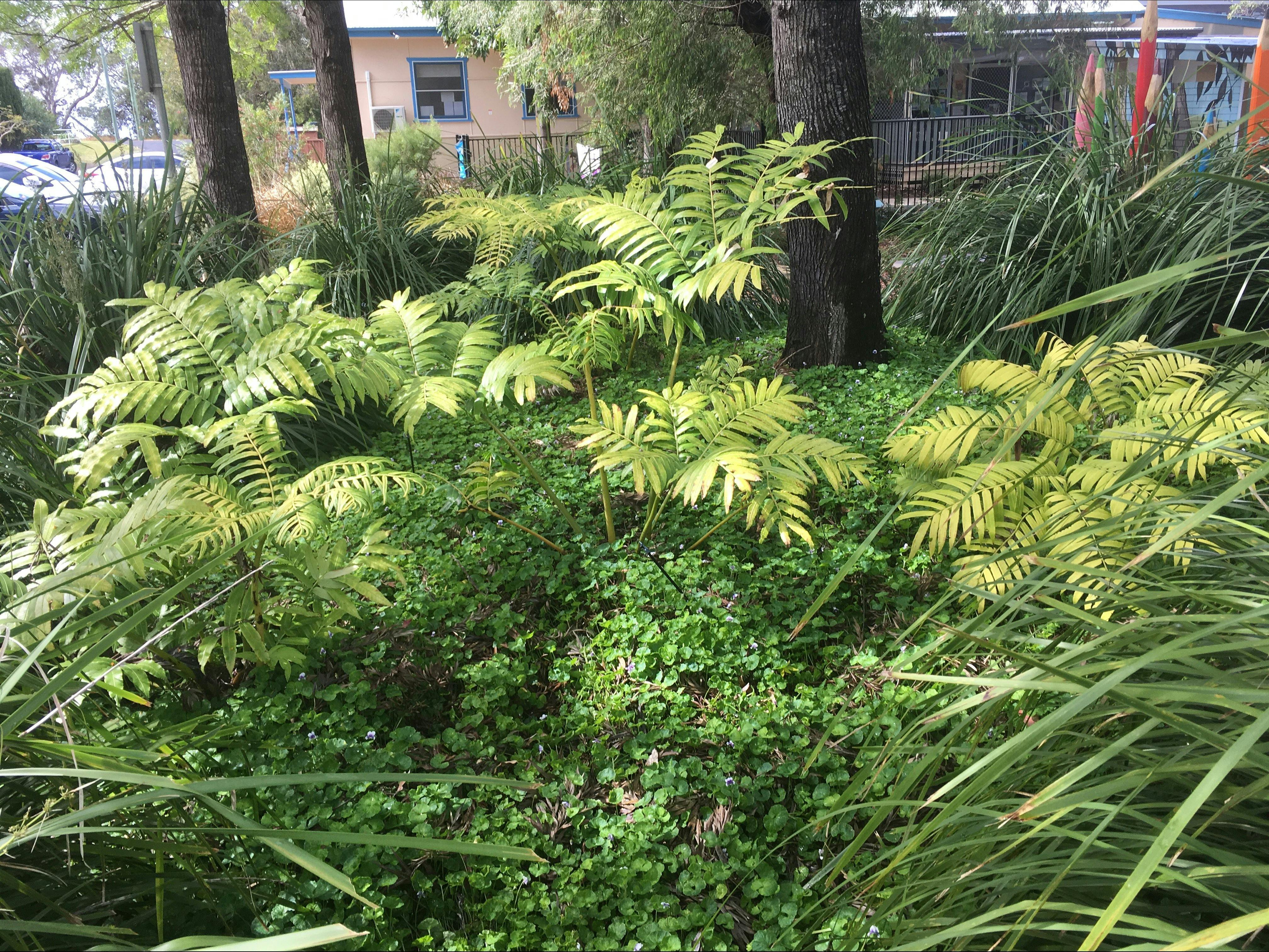 Angiopteris evecta - King Fern