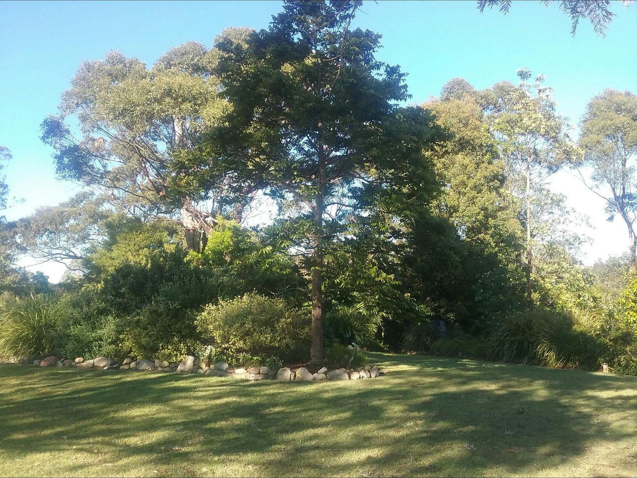 Toona australis - Red Cedar
