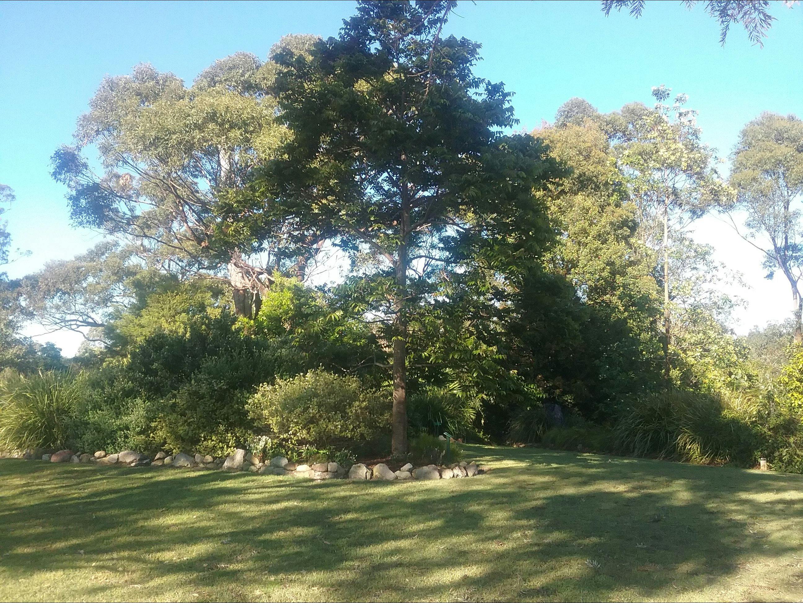 Toona australis - Red Cedar