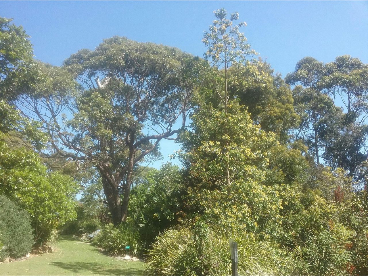 Eucalyptus botrioides - Bangalay Gum