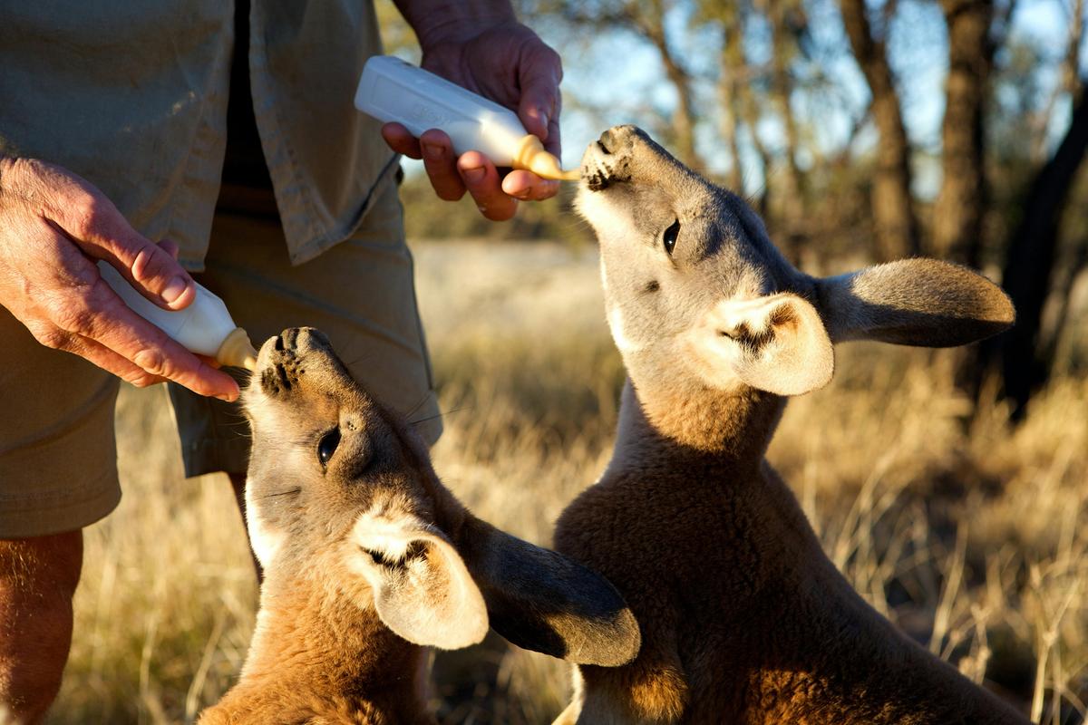 Two big roos fed milk