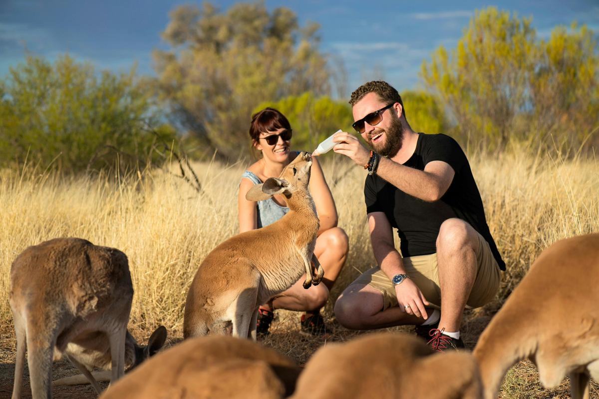 Visitors feed a kangaroo joey.