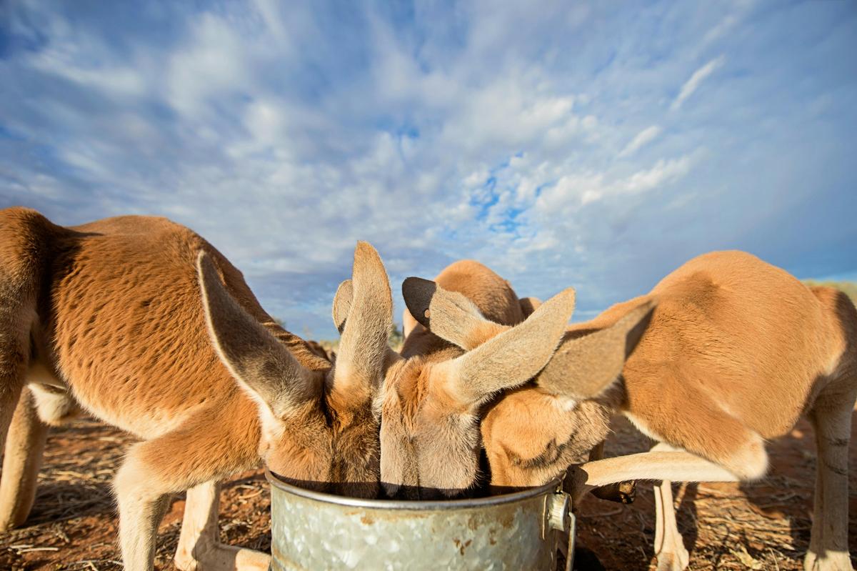Three kangaroo's all feeding at the same time from a metal bucket.
