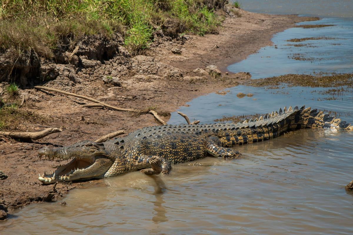 Corroboree Billabong Wildlife Cruise