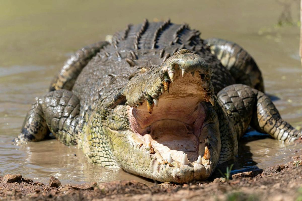 Top End Safari Camp Day Tour