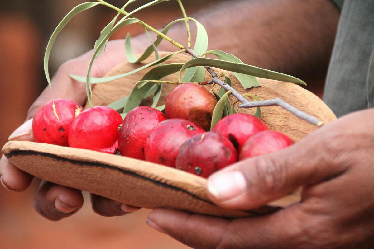 Piti with Mangata (Desert Quandong)