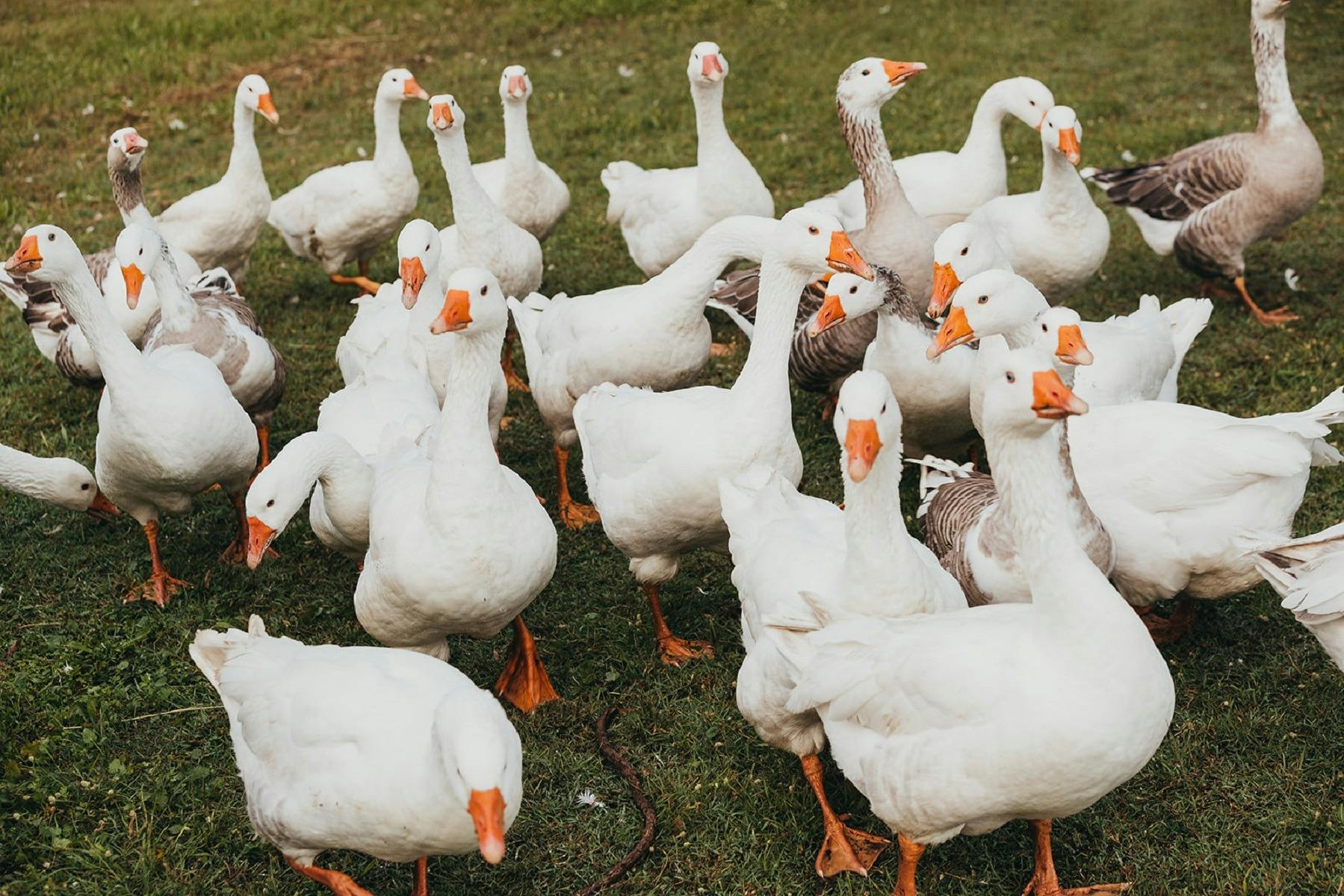 Purple Pear Farm Friends