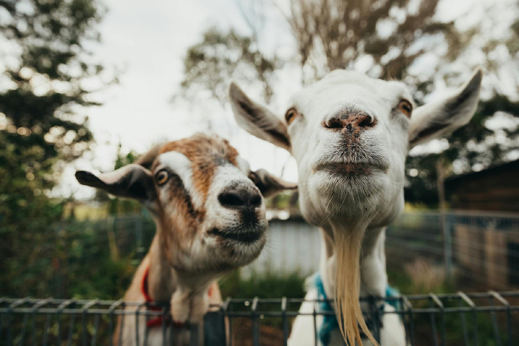 Purple Pear Farm Friends