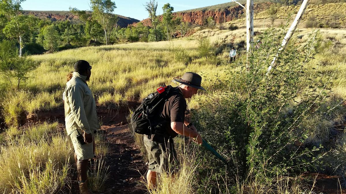 Trek Larapinta Volunteer Project - Larapinta Trail maintenance