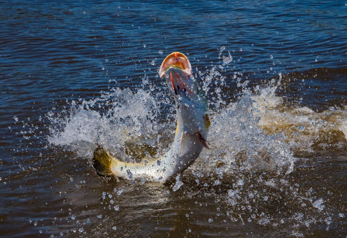 Jumping Barramundi