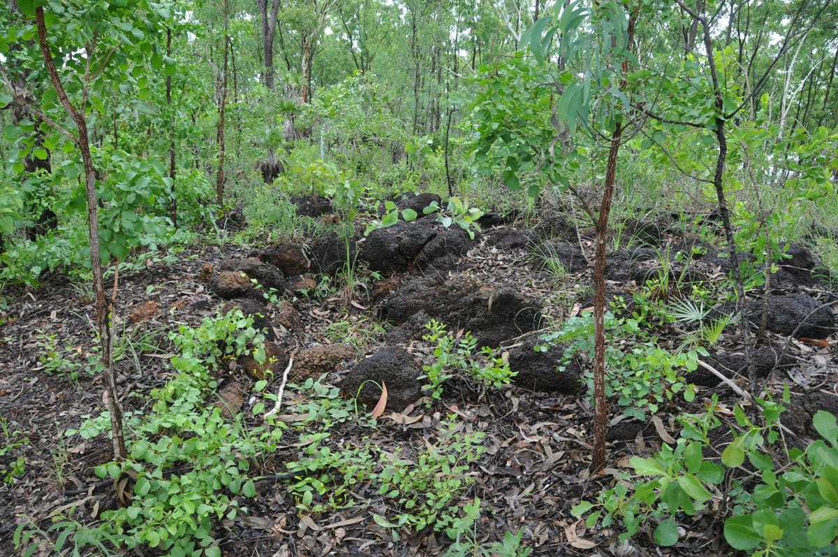 Defensive mound on the site.