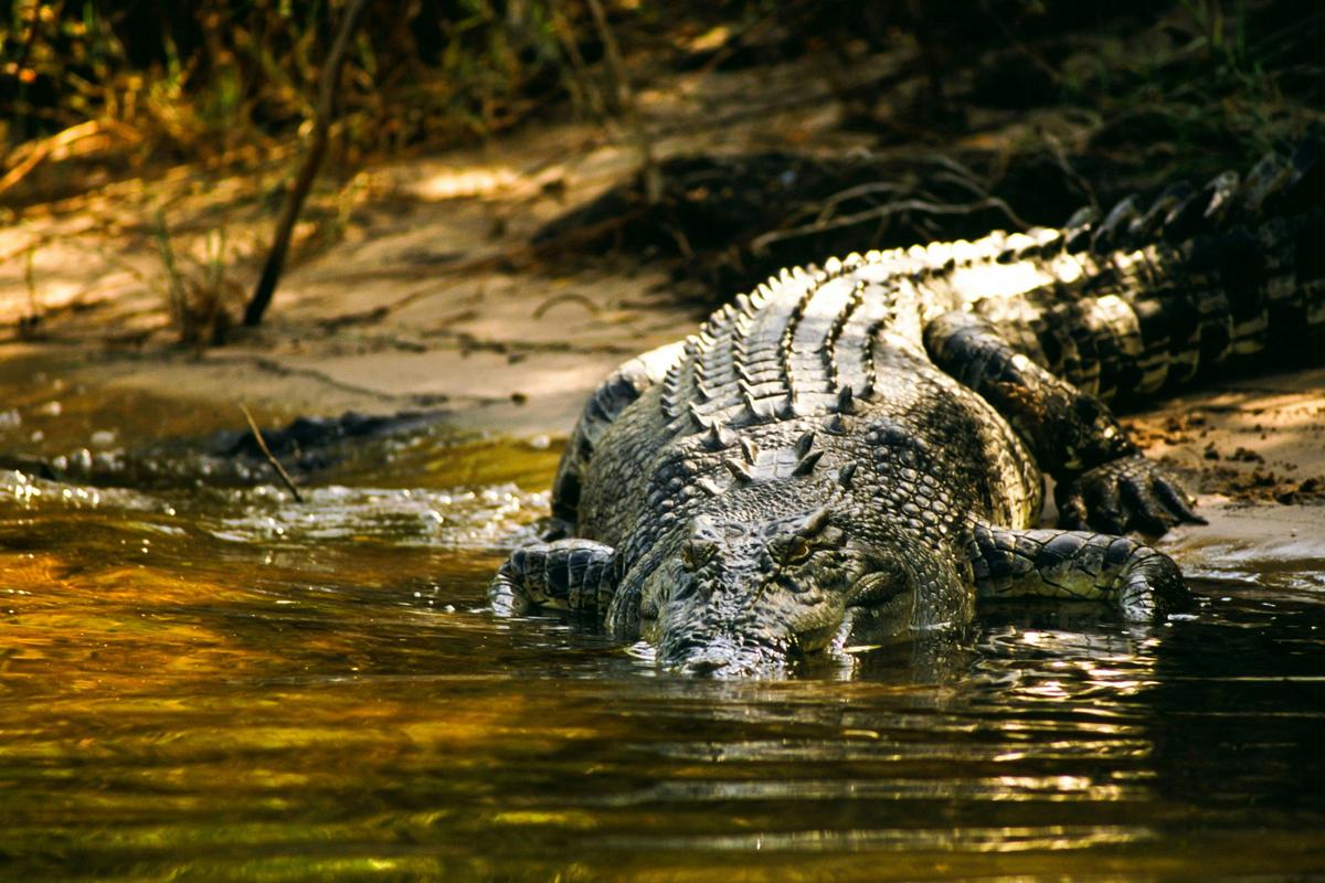 Guluyambi Cultural Cruise