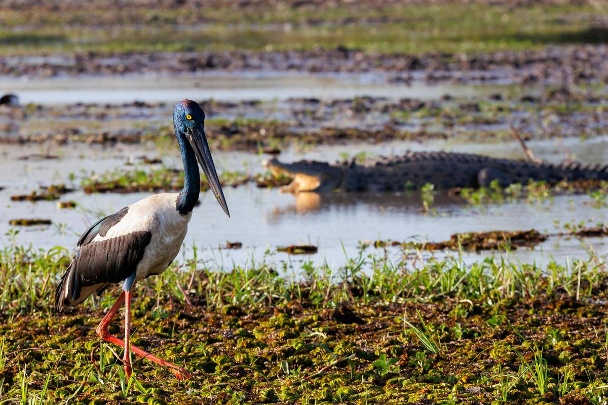 Jabiru Bird and Crocodile at Yellow Waters