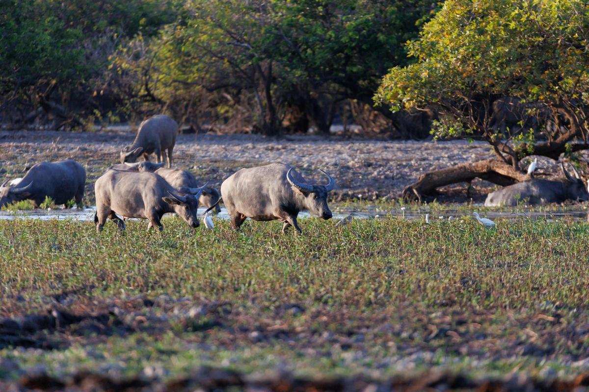 Water Buffalo at Yellow Waters