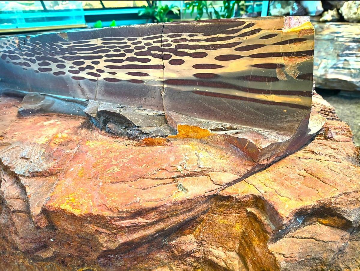 Best Zebra in captivity