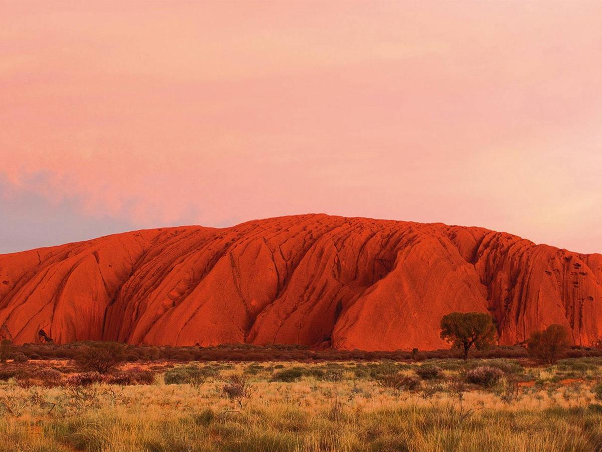 Uluru Sunrise & Field of Light | Half Day Tour