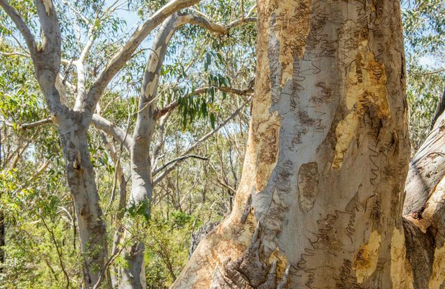 Pipeline and Bungaroo Tracks to Stepping Stones Crossing