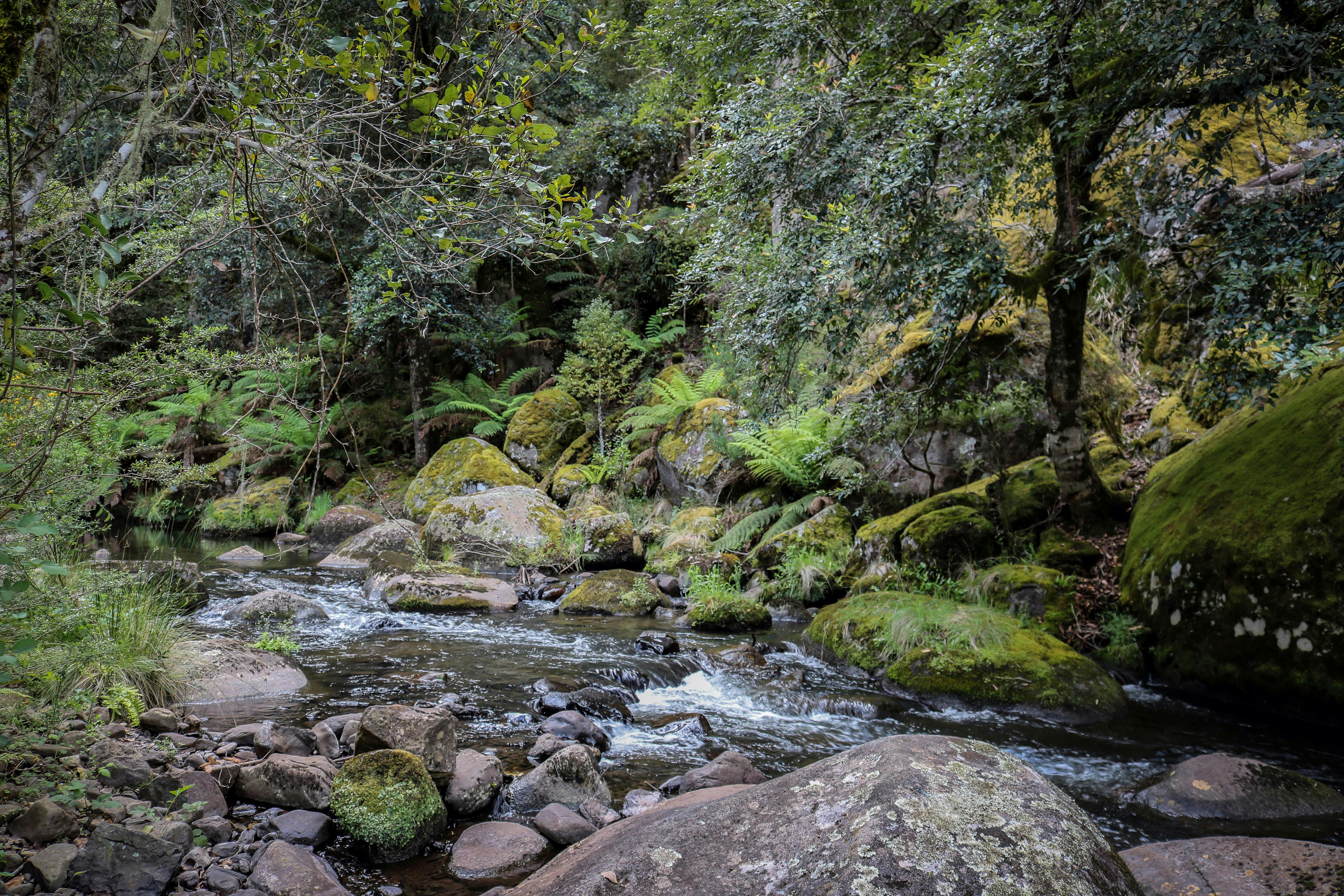 Manning River, Barrington Tops State Forest