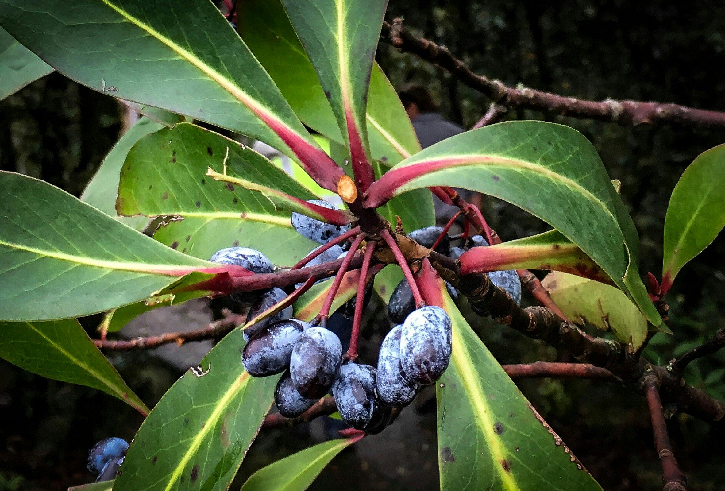 Pepper berry at Barrington Tops State Forest