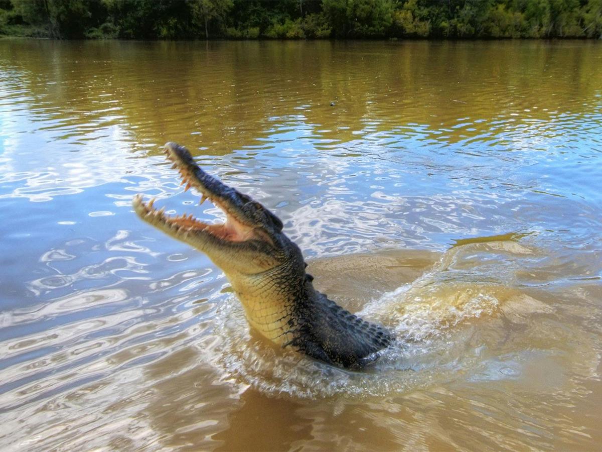 Jumping Crocs and Nature Adventure Half Day Tour