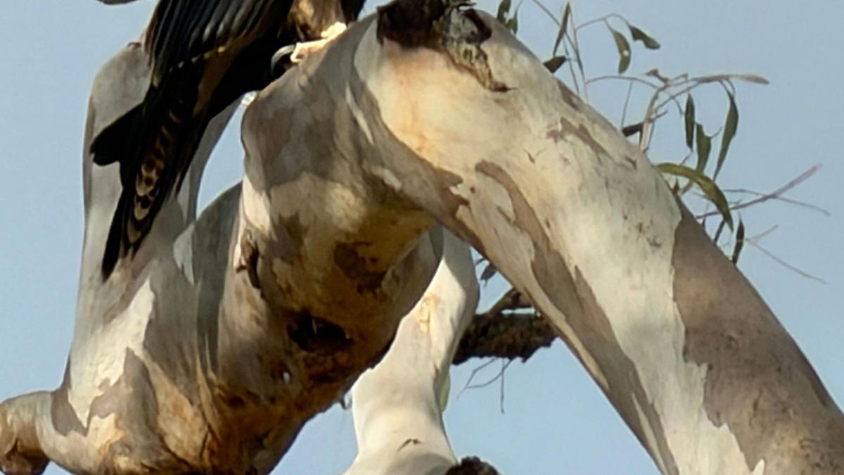 Keep your eyes on the sky — wedge-tailed eagles are regular visitors to Kirkinriola and are often seen soaring high above the farm.