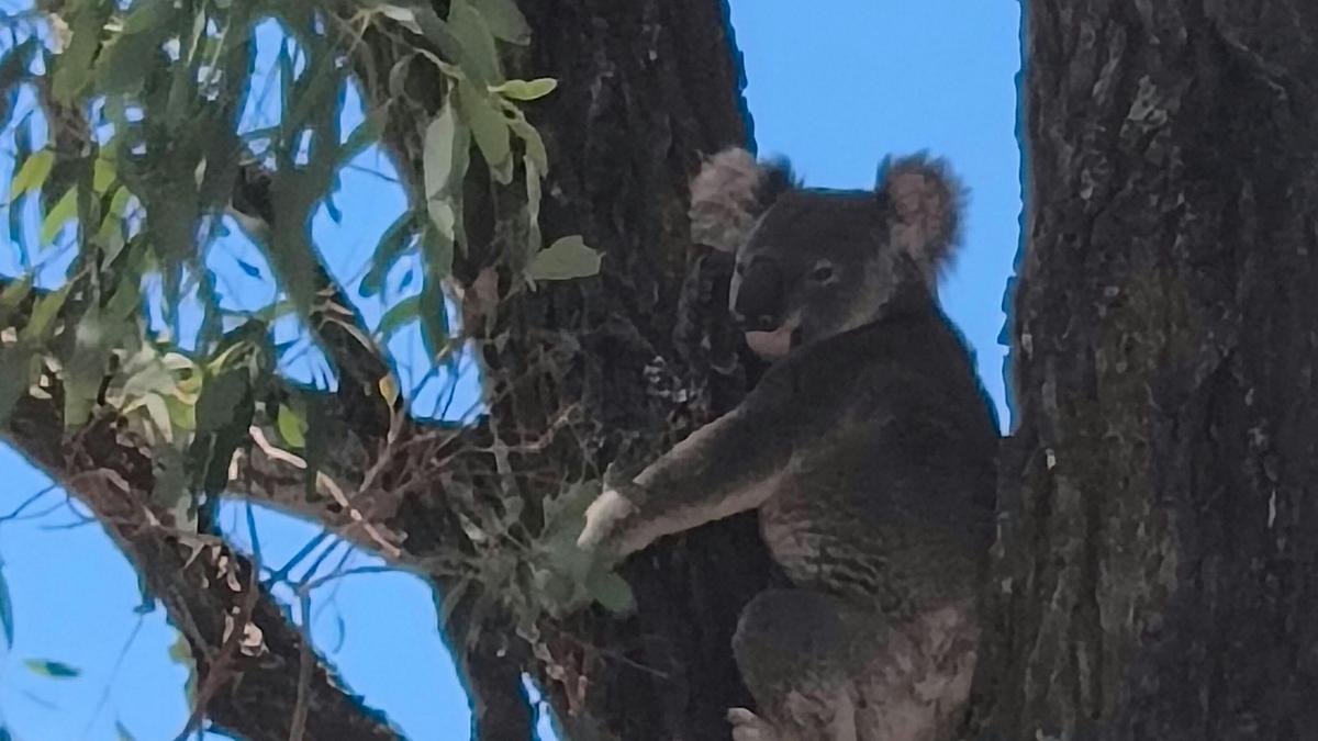 KOALA SIGHTINGS - koalas are regularly spotted in the surrounding trees on the farm — keep your eyes up while exploring the bushland.