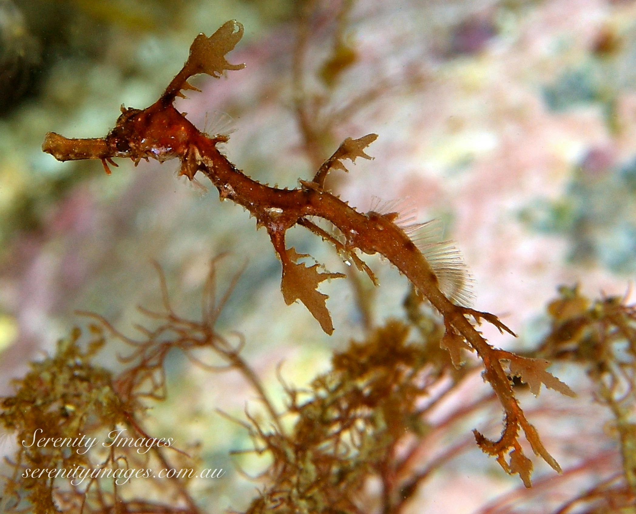 Baby Weedy Sea Dragon