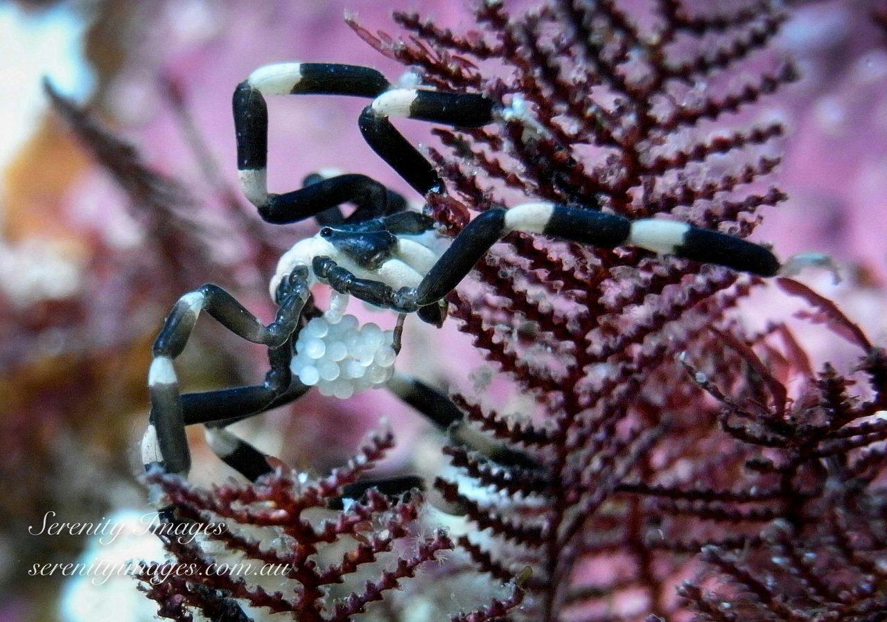 Sea spider