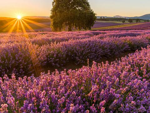 Tassie's East Coast Highlights - 5 Day Guided Holiday