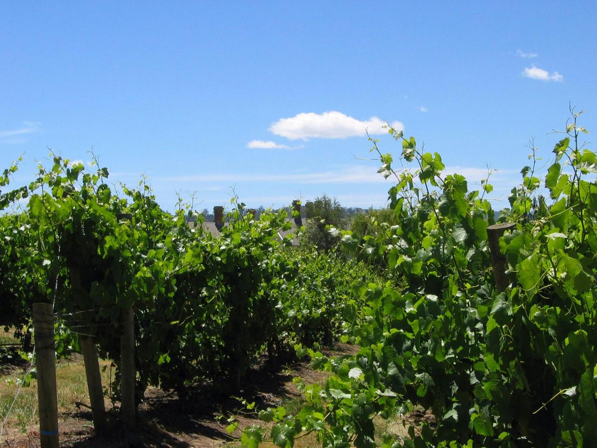 Beautiful Vineyard