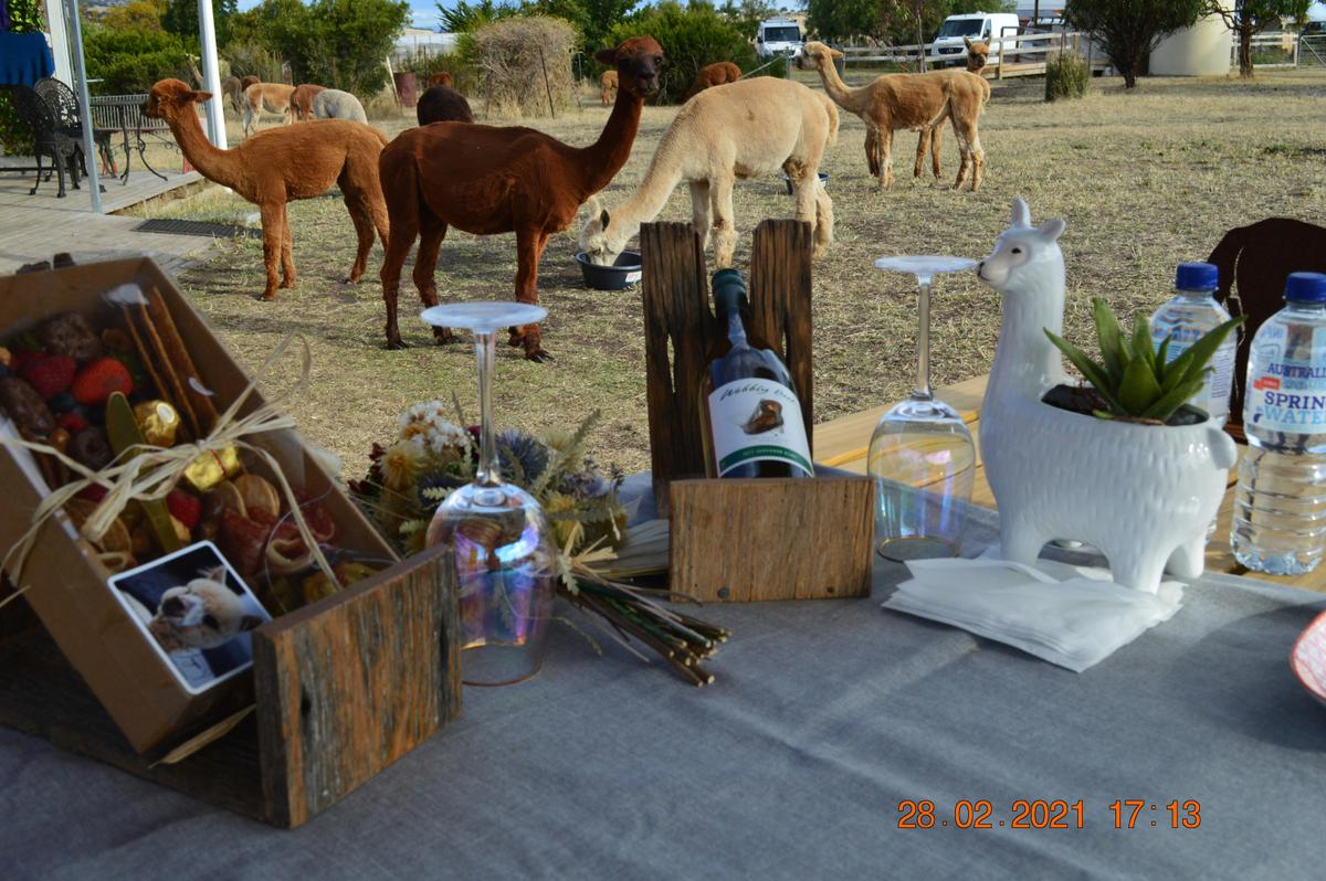 Alpaca Farm Tour