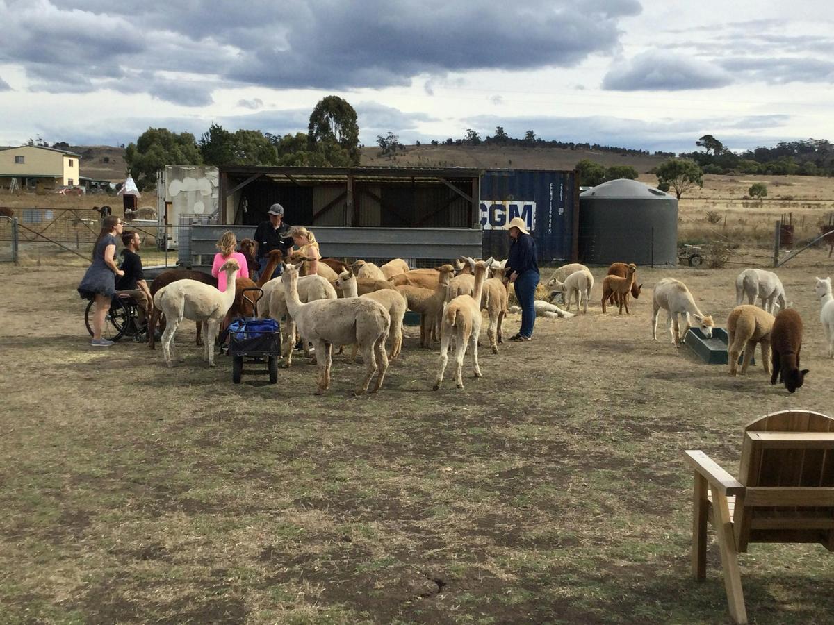 Alpaca Farm Tour