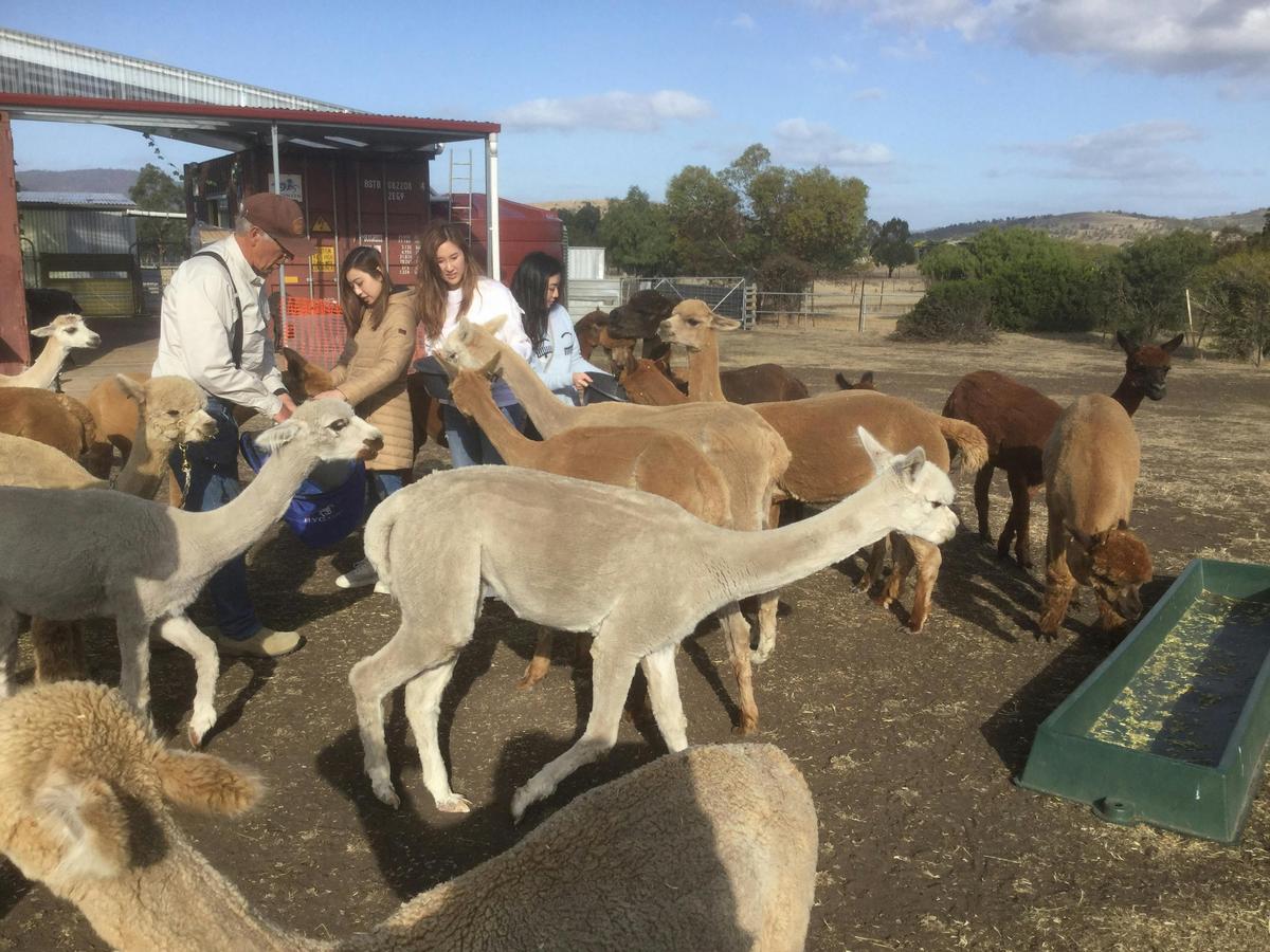 Alpaca Farm Tour