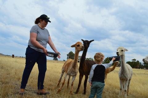 Alpaca Farm Tour