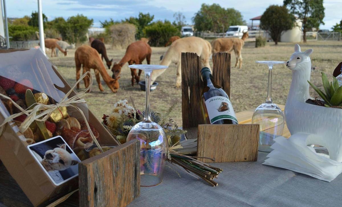 Alpaca Farm Tour