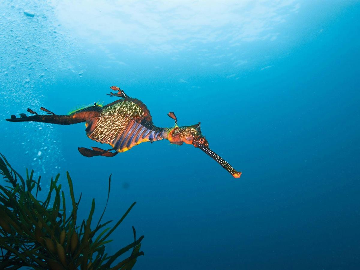 Weedy Sea Dragon (Phyllopteryx taeniolatus)