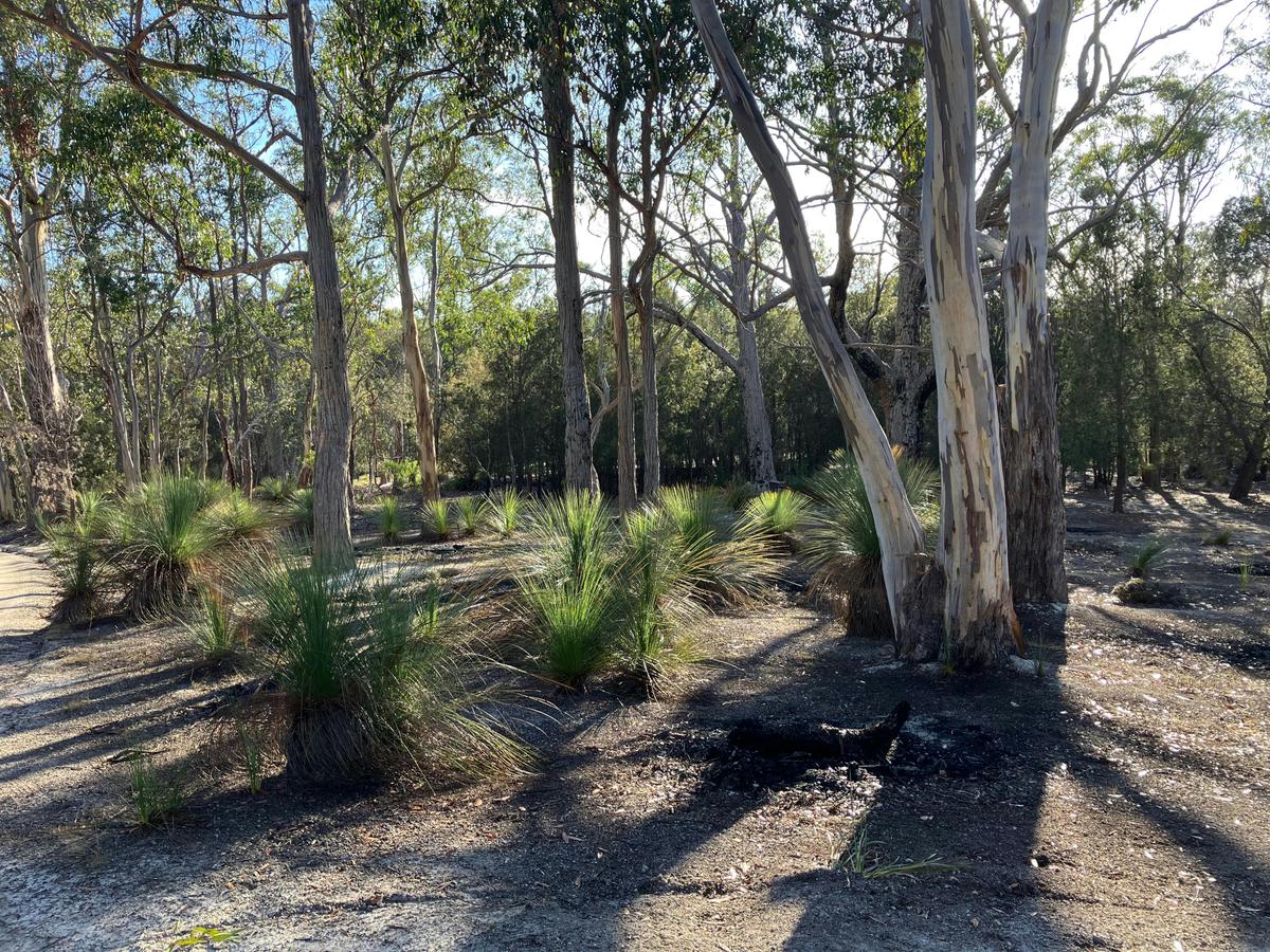 Grasstree forest.