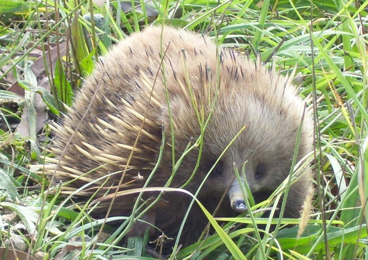 Local wildlife.