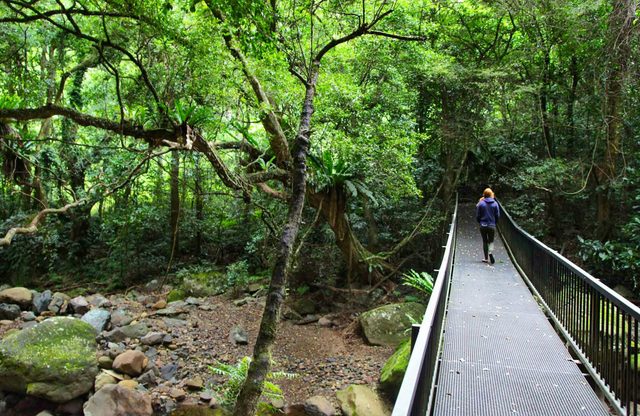 Rainforest Loop Walk, Budderoo National Park