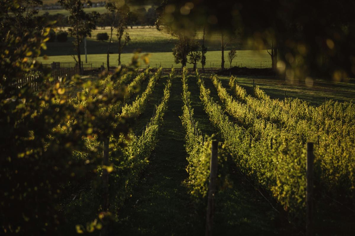 Vineyard